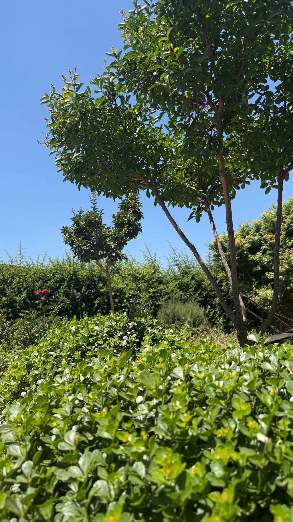 Sustrato Almácigo 5L