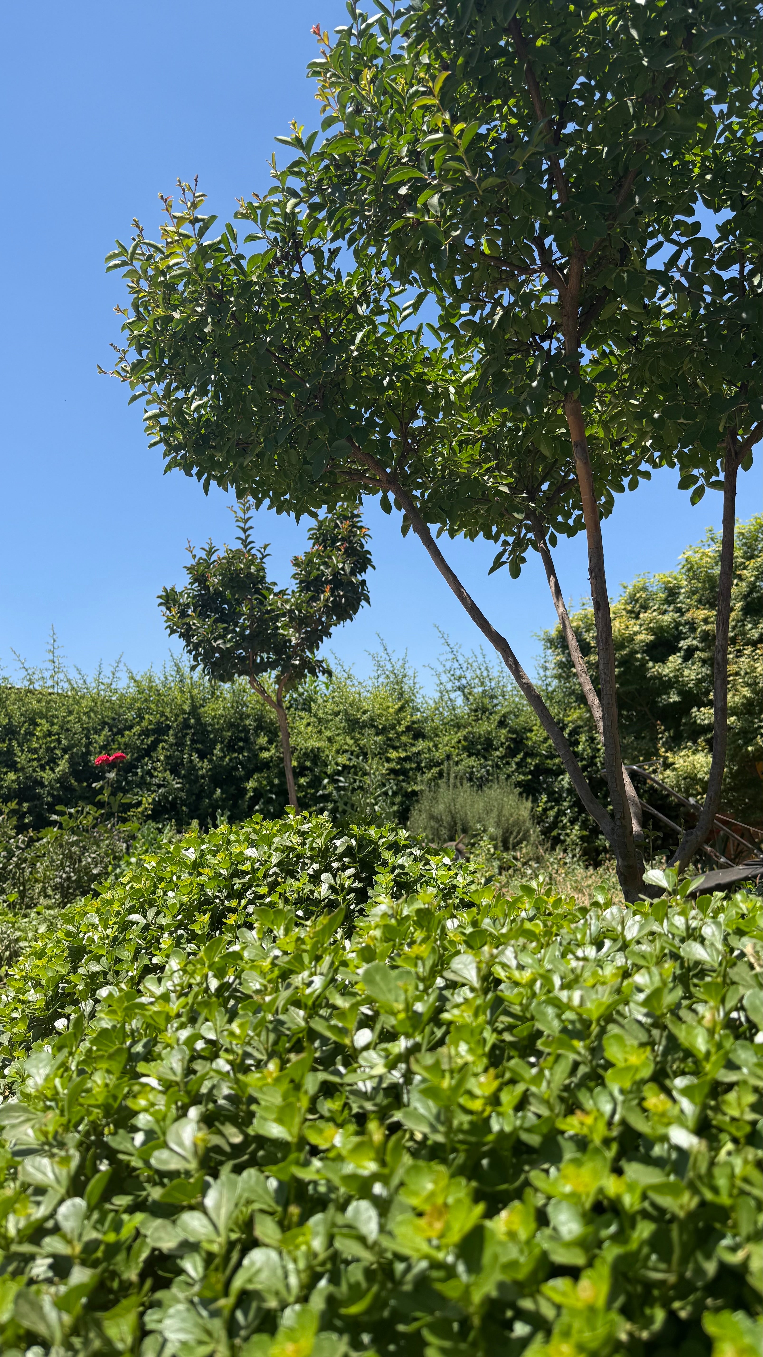 Sustrato Almácigo 5L