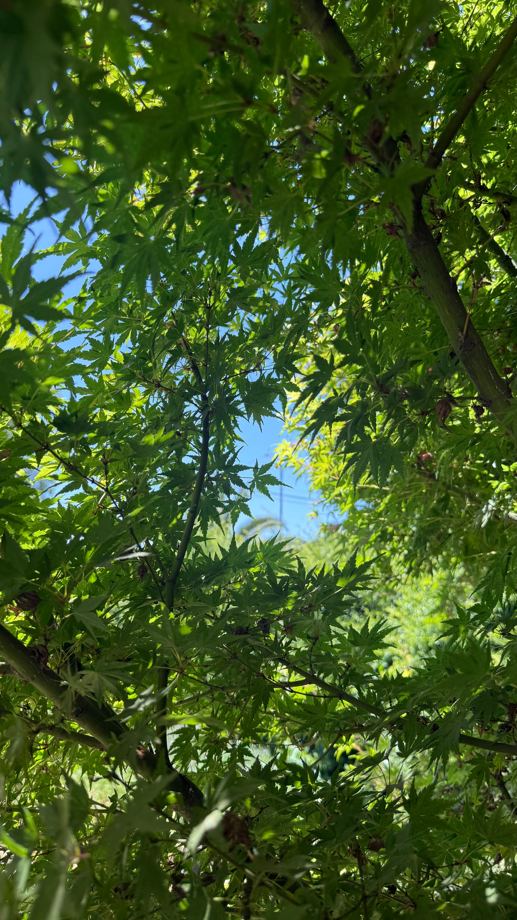 Sustrato Almácigo 5L