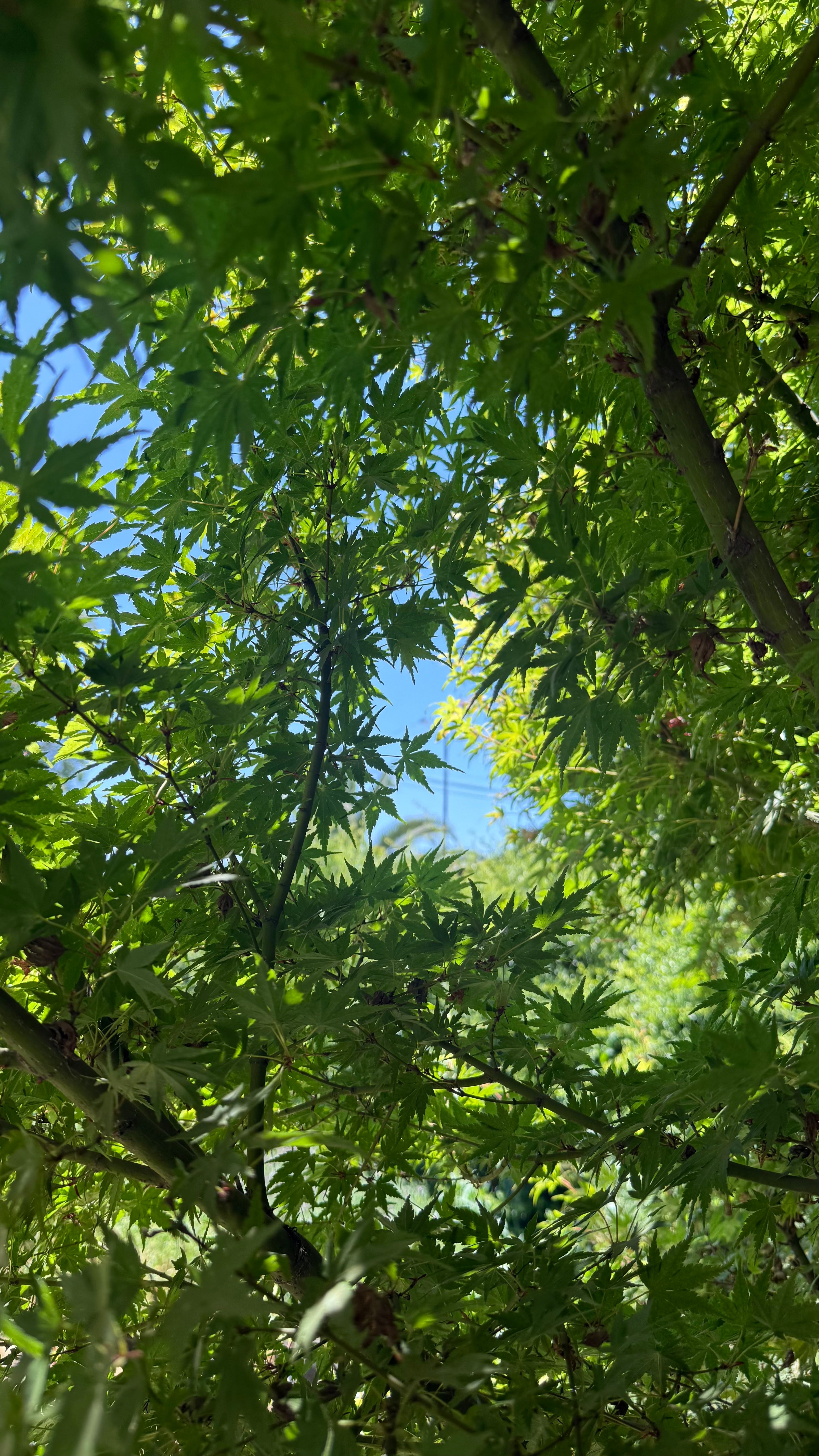 Sustrato Almácigo 5L